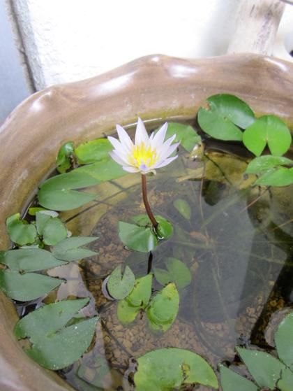 睡蓮の開花