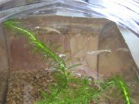 成長メダカ一気紹介 2013/11/25 22:28:52