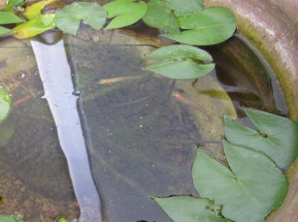 成長メダカ一気紹介