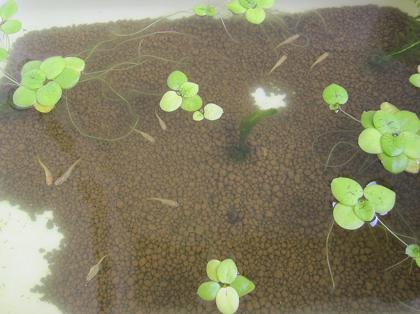 成長メダカ一気紹介