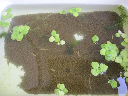 成長メダカ一気紹介