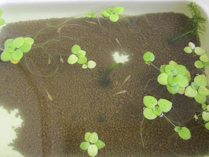 成長メダカ一気紹介