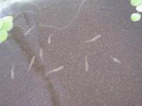メダカの近況と睡蓮 2013/12/07 23:01:54