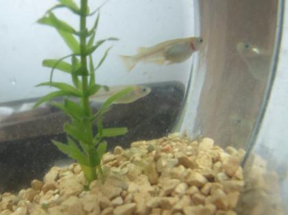 成長メダカ一気紹介