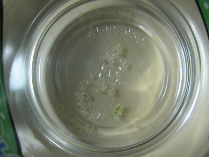 成長メダカ一気紹介