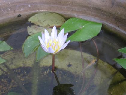 メダカの近況と睡蓮