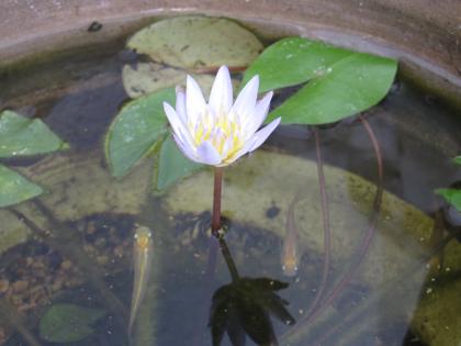 メダカの近況と睡蓮