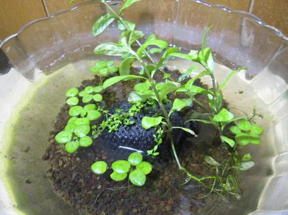 侘び草 すくすく