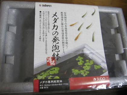 久々メダカの引っ越し