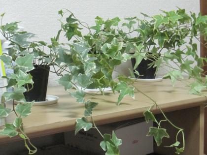 久々の観葉植物紹介