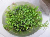 侘び草ボウボウ 2014/08/24 21:20:11