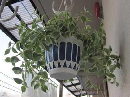久々の観葉植物紹介