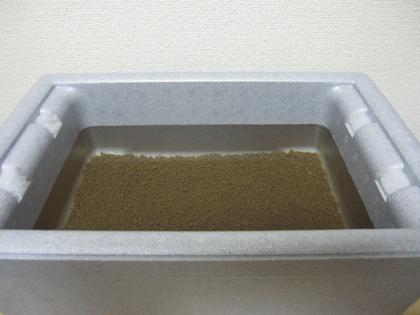 久々メダカの引っ越し