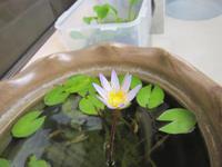 今年も咲いた♪ 2014/09/20 22:51:13
