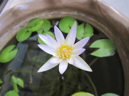今年も咲いた♪