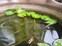 久々の観葉植物紹介 2014/09/21 23:28:20