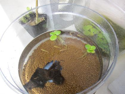 ご無沙汰、メダカねた