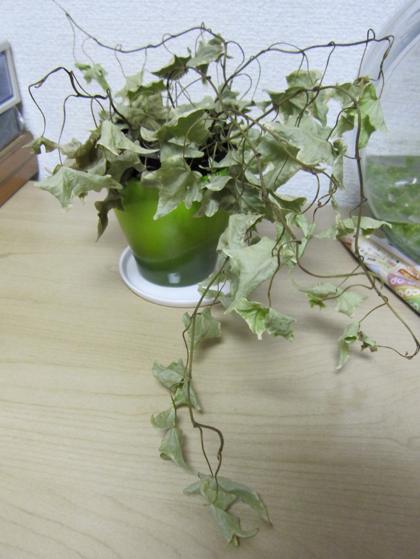 久々の観葉植物紹介