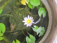 睡蓮２度目の開花 2014/10/09 21:31:14