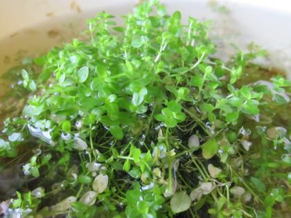 侘び草ハゲた!