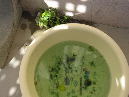 お久のメダカねた
