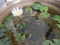 睡蓮の開花２ 2013/11/17 12:13:12