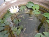 メダカも寒そう