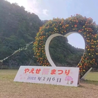 八重瀬町桜祭り、本日最終日 2022/02/13 08:56:34