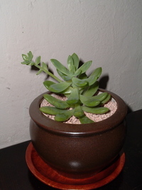 癒し系？