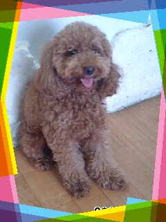 沖縄プードル専門犬舎