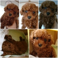 佐賀からのお便り。。。トイプードル専門犬舎 2009/01/28 13:04:46