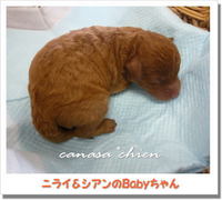 プードルのBabyちゃん生まれました～ 2009/01/06 10:35:13