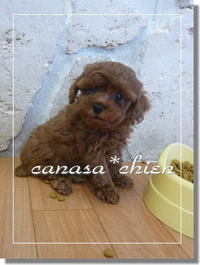 動く姿かわいい～（*^_^*）。。。プードル専門犬舎 2009/01/08 11:42:11