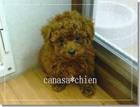元気よく動きまわる子犬達。。。プードル沖縄 2009/01/15 10:56:08