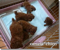 六兄弟そろうのは最後。。。トイプードル専門犬舎 2009/01/20 18:54:21