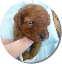 1月4日生まれのBabyちゃん。。。プードル沖縄 2009/01/22 10:53:28