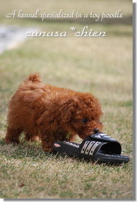 子犬達の初デビュー。。。トイプードル専門犬舎 2009/01/25 22:02:30