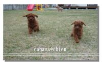 自然の中でノビノビと。。。トイプードル専門犬舎 2009/01/31 17:27:31