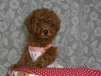 おめかししてもらって・・・トイプードル専門犬舎 2009/01/21 16:56:44