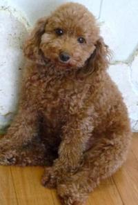 予定日まで後・・・トイプードル専門犬舎 2008/11/20 12:02:26