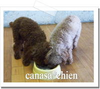 妊娠犬に良い。。。プードル専門犬舎 2008/11/22 12:23:18