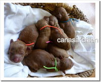 無事生まれました～。。。プードル専門犬舎沖縄 2008/11/23 16:58:54
