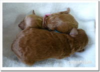 負けるな~！！。。。プードルokinawa 2008/11/28 16:01:52