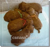 温もりを求めて・・・トイプードル専門犬舎 2008/12/17 11:58:39