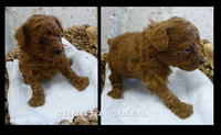 プードルメスの子犬。。。トイプードル専門犬舎 2008/12/18 12:23:24