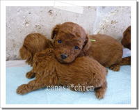 かわいい～。。。トイプードル専門犬舎 2008/12/19 11:58:27