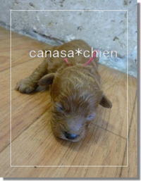 プードルの赤ちゃん。。。トイプードル専門犬舎 2008/12/05 15:23:29