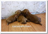 Babyちゃん達目が開きました～。。。トイプードル専門犬舎 2008/12/08 16:25:51