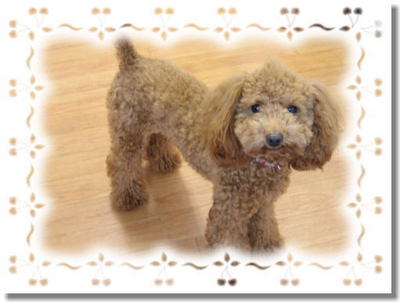 沖縄プードル専門犬舎