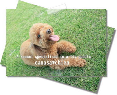 自然って気持ち良い～。。。プードル専門犬舎in沖縄